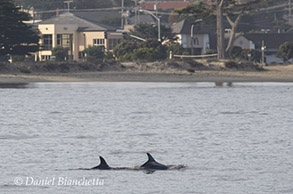 Bottlenose Dolphins close to shore, photo by Daniel Bianchetta