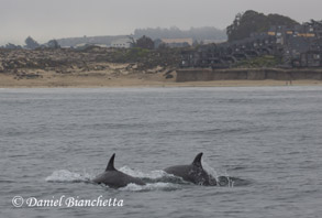Bottlenose Dolphins, photo by Daniel Bianchetta