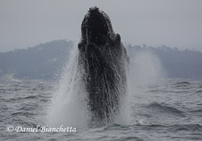 Breaching Humpback Whale sequence #1, photo by Daniel Bianchetta