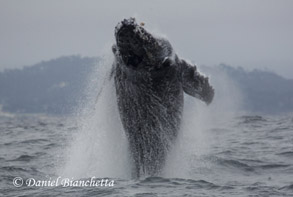 Breaching Humpback Whale sequence #2, photo by Daniel Bianchetta