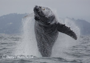 Breaching Humpback Whale sequence #3, photo by Daniel Bianchetta