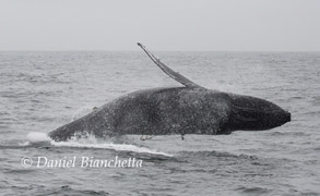 Breaching Humpback Whale, photo by Daniel Bianchetta