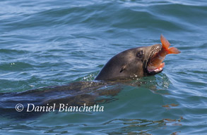 Sea Lion eating a Mola Mola with seagulls<br>
                      waiting for scraps, photo by Daniel Bianchetta