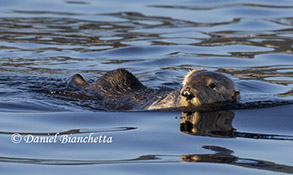 California Sea Otter, photo by Daniel Bianchetta