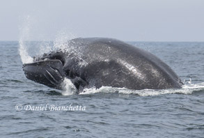 Chin slapping Humpback Whale, photo by Daniel Bianchetta