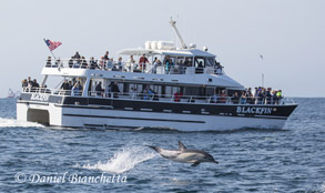 Common Dolphin and Blackfin, photo by Daniel Bianchetta