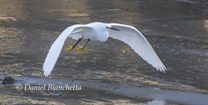 Egret, photo by Daniel Bianchetta