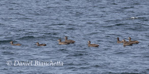 Eight Black-footed Albatross, photo by Daniel Bianchetta
