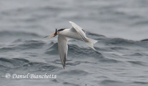Elegant Tern, photo by Daniel Bianchetta