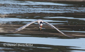 Elegant Tern with Anchovy, photo by Daniel Bianchetta