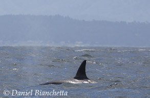 Female Killer Whale, photo by Daniel Bianchetta