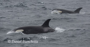 Female Killer Whales, photo by Daniel Bianchetta