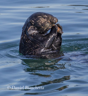 Female Southern Sea Otter, photo by Daniel Bianchetta