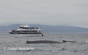 Fin Whales by the Blackfin, photo by Daniel Bianchetta