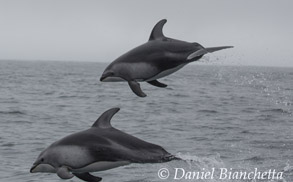 Flying Pacific White-sided Dolphins, photo by Daniel Bianchetta