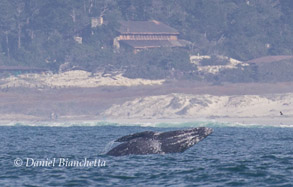 Gray Whale close to shore, photo by Daniel Bianchetta