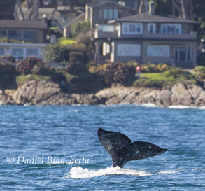Gray Whale tail with rake marks, photo by Daniel Bianchetta