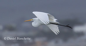 Great Egret in flight, photo by Daniel Bianchetta