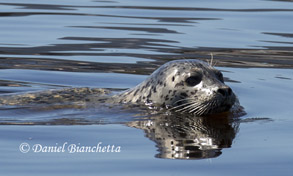 Harbor Seal, photo by Daniel Bianchetta