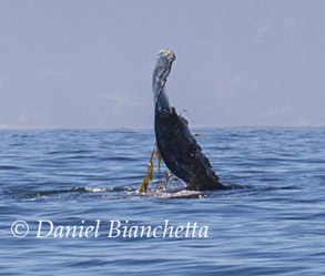 Humpback Whale playing with kelp on pectoral fin, photo by Daniel Bianchetta