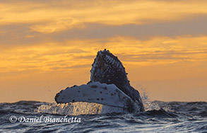 Humpback Whale at sunset, photo by Daniel Bianchetta