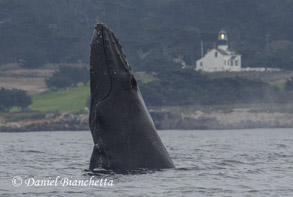 Humpback Whale breaching with lighthouse in background, photo by Daniel Bianchetta