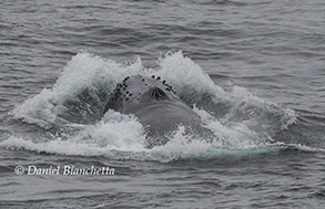 Humpback Whale close-up, photo by Daniel Bianchetta