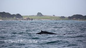 Humpback Whale, photo by Daniel Bianchetta