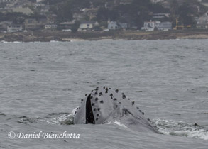 Humpback Whale photo by Daniel Bianchetta