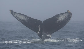 Humpback Whale ID photo, photo by Daniel Bianchetta