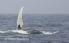 Humpback Whale side lunge, photo by Daniel Bianchetta