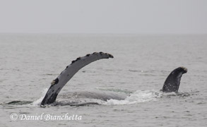 Humpback Whale side-lunge feeding, photo by Daniel Bianchetta