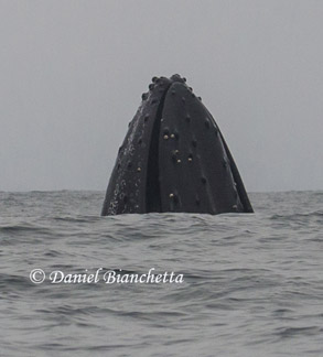 Humpback Whale spyhopping, photo by Daniel Bianchetta