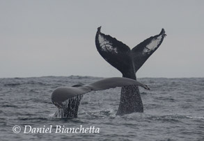 Humpback Whale Tails, photo by Daniel Bianchetta