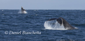Humpback Whales,  photo by Daniel Bianchetta