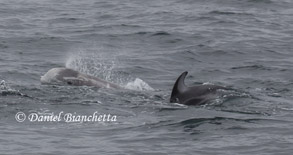 Interaction between Risso's Dolphin and Pacific White-sided Dolphin, photo by Daniel Bianchetta