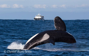 Killer Whale and Blackfin, photo by Daniel Bianchetta