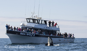 Killer Whale and Sea Wolf II, photo by Daniel Bianchetta