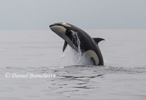 Breaching Killer Whale #1, photo by Daniel Bianchetta