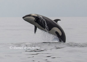 Breaching Killer Whale #2, photo by Daniel Bianchetta