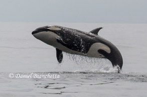 Breaching Killer Whale #3,, photo by Daniel Bianchetta