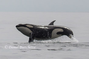 Breaching Killer Whale #4, photo by Daniel Bianchetta