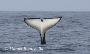 Killer Whale tail, photo by Daniel Bianchetta