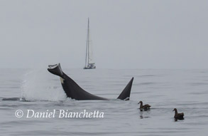 Killer Whale tail throwing and Black-footed Albatross, photo by Daniel Bianchetta