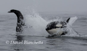 Killer Whale throwing Sea Lion, photo by Daniel Bianchetta