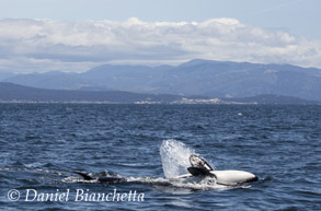 Killer Whale upside down, photo by Daniel Bianchetta