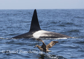 Killer Whale with Black-footed Albatross photo by Daniel Bianchetta