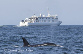 Killer Whale by MBARI research vessel Rachel Carson, photo by Daniel Bianchetta