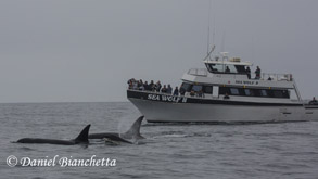 Killer Whales and Sea Wolf II, photo by Daniel Bianchetta