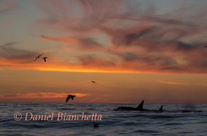 Killer Whales at sunset, photo by Daniel Bianchetta